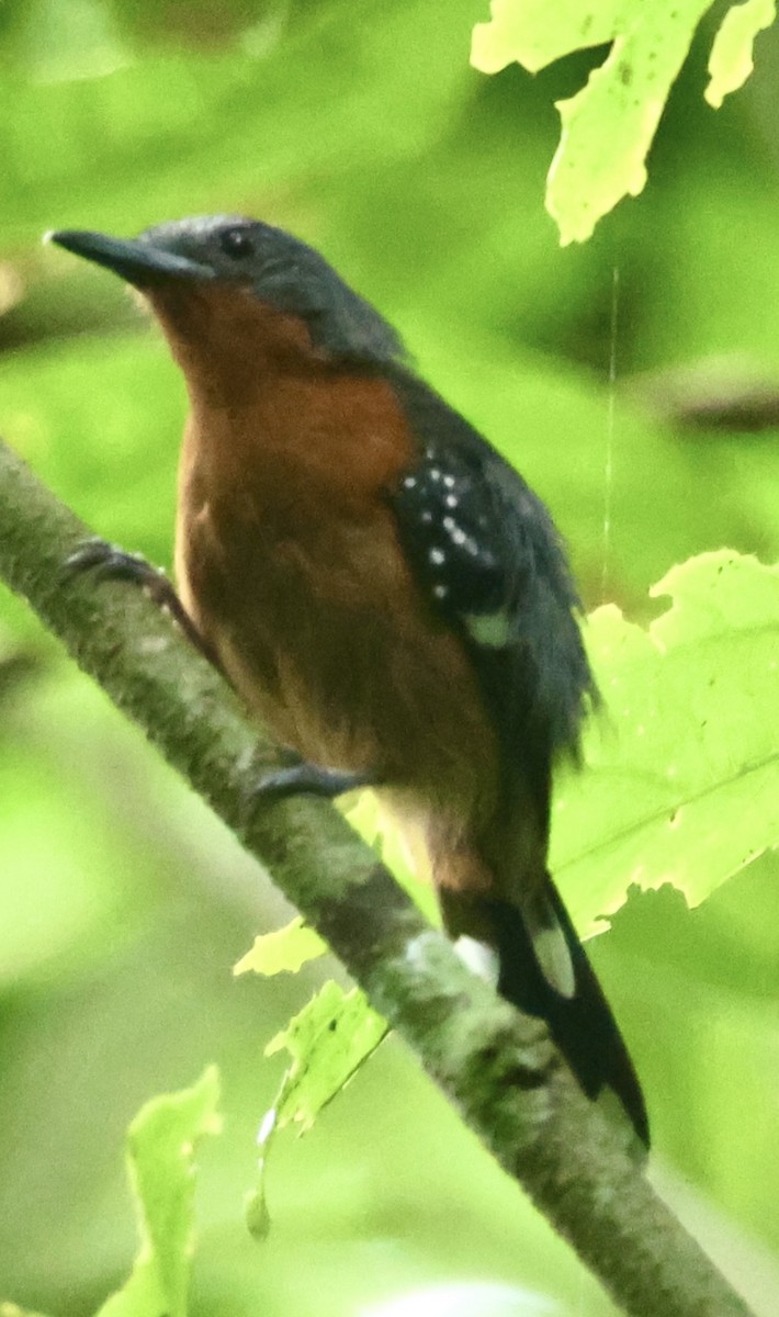Dot-winged Antwren - ML638464138