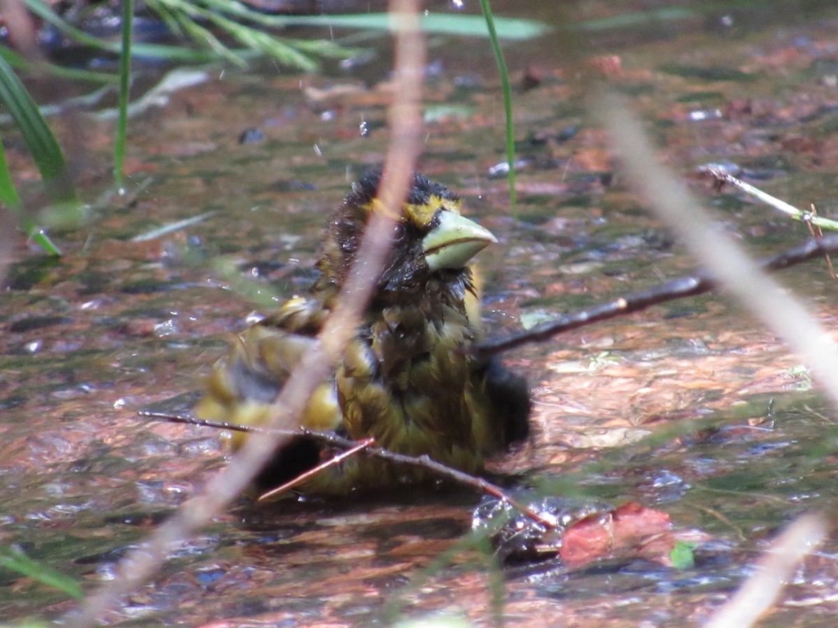 Evening Grosbeak - ML638464155