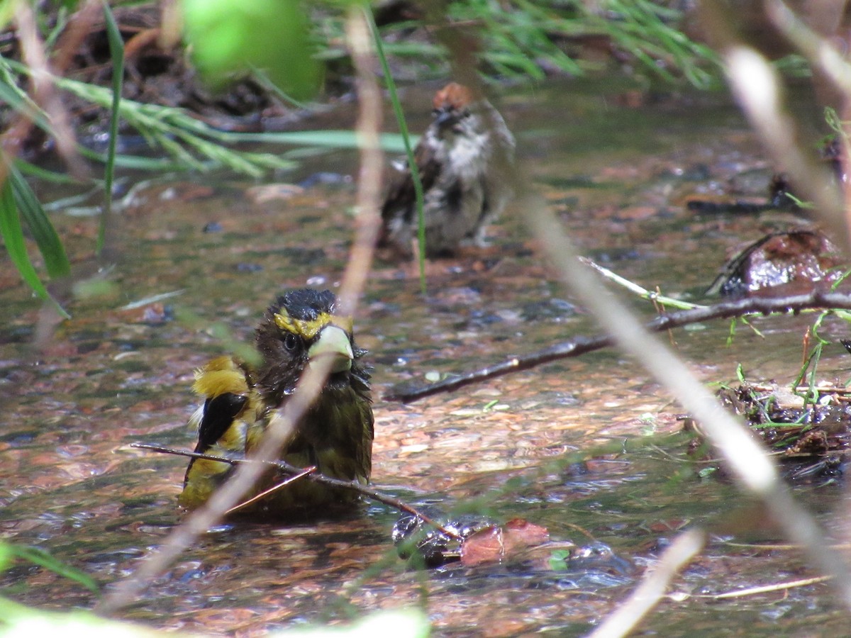 Evening Grosbeak - ML638464157