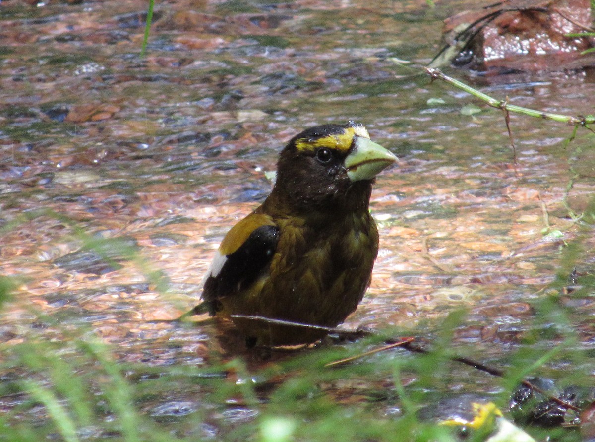 Evening Grosbeak - ML638464176