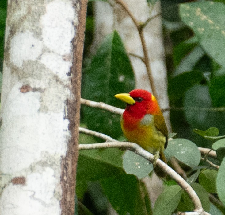 Scarlet-hooded Barbet - ML638464181