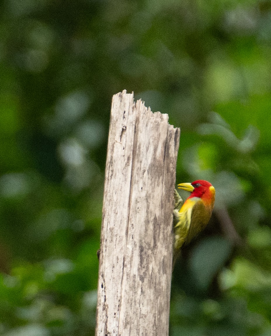 Scarlet-hooded Barbet - ML638464183