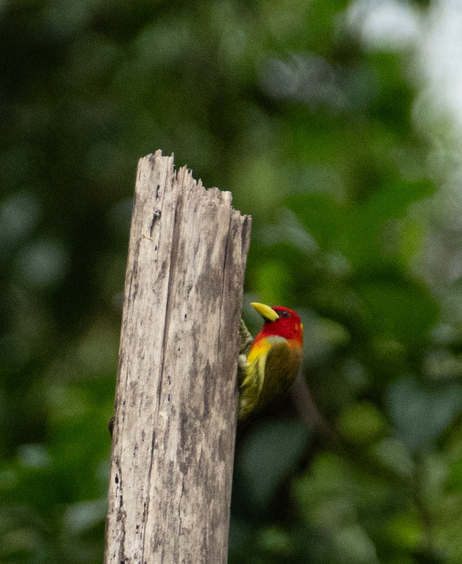 Scarlet-hooded Barbet - ML638464185