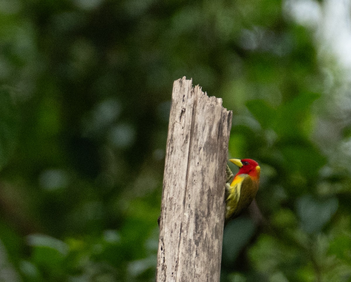 Scarlet-hooded Barbet - ML638464186