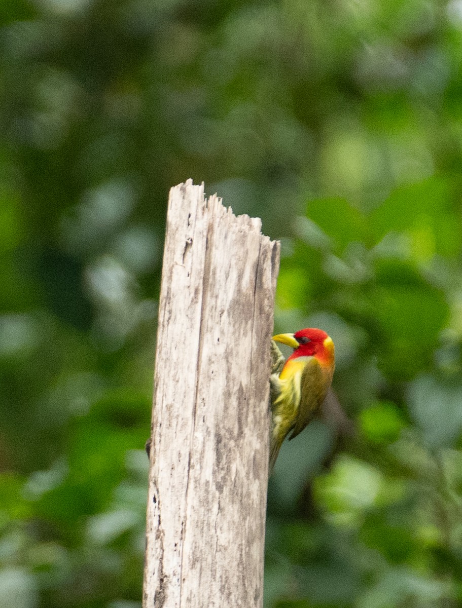 Scarlet-hooded Barbet - ML638464187