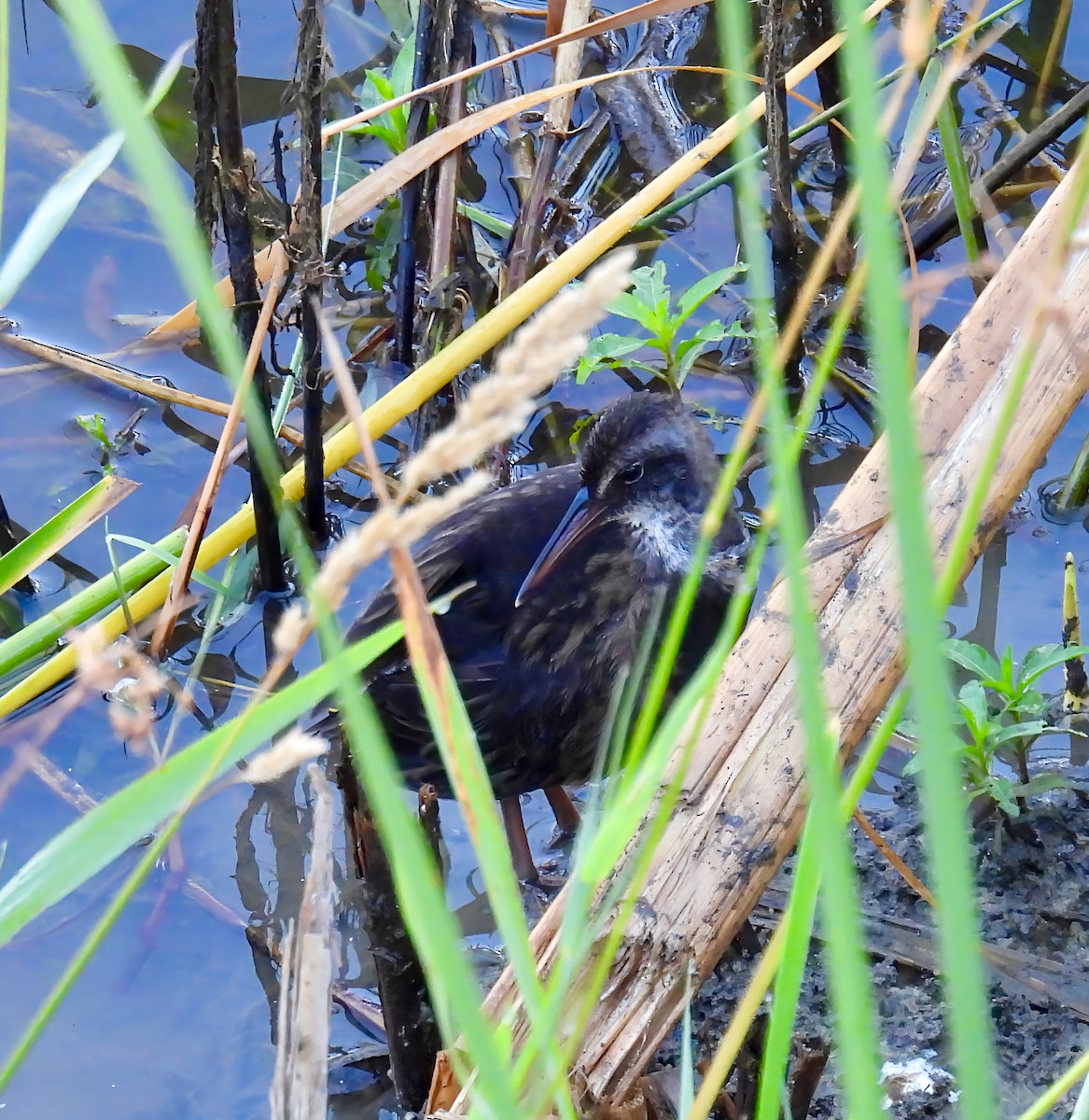 Virginia Rail - ML638464204