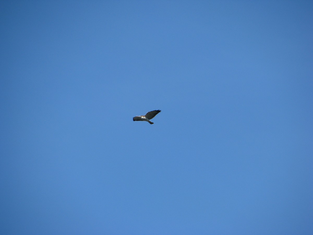 Variable Hawk - ML638464205