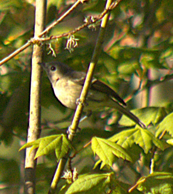 Vireo sp. - ML638464255