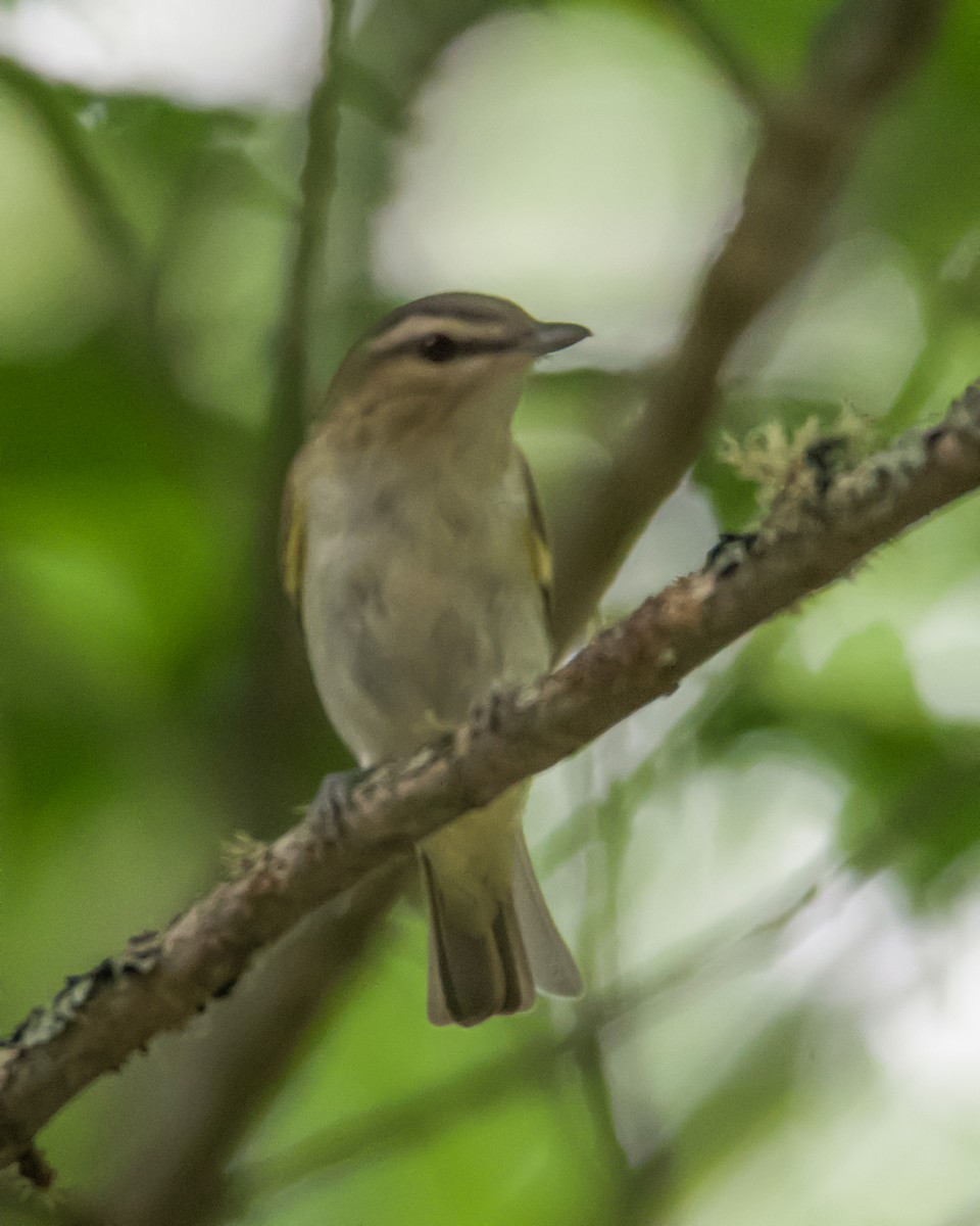 Red-eyed Vireo - ML638464259