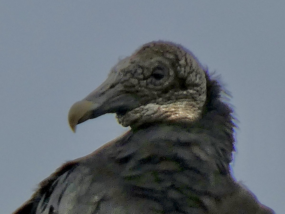 Black Vulture - ML638464261