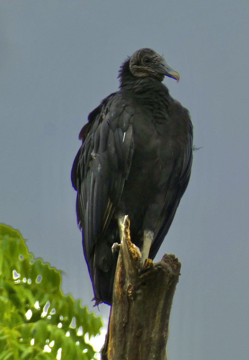 Black Vulture - ML638464262