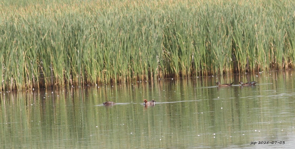 Eurasian Wigeon - ML638464285