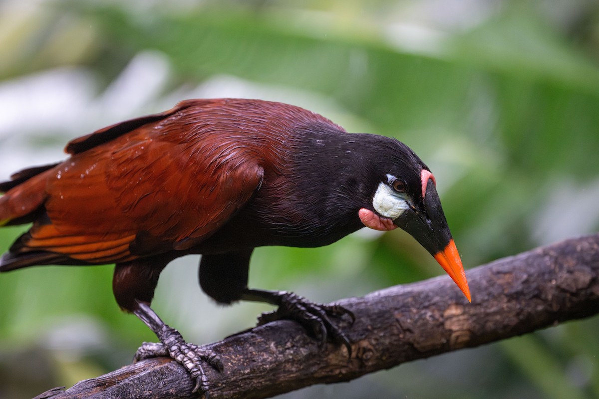 Montezuma Oropendola - ML638464302