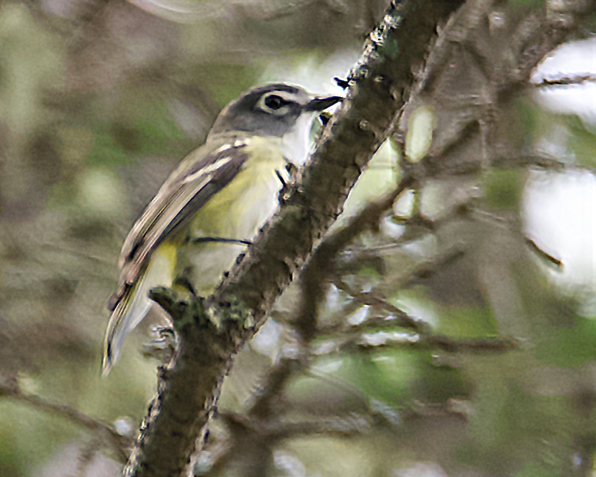 Mavi Başlı Vireo - ML638464320