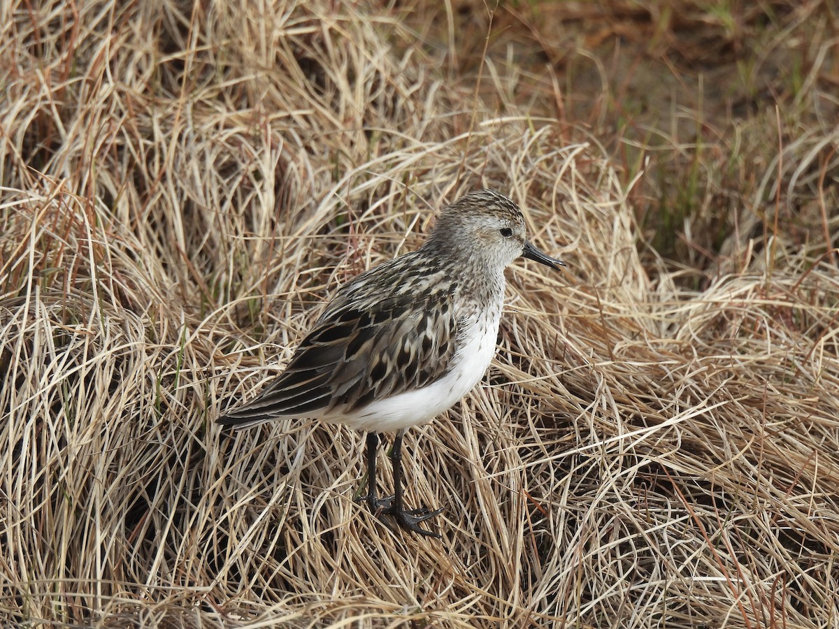 Semipalmated Sandpiper - ML638464323