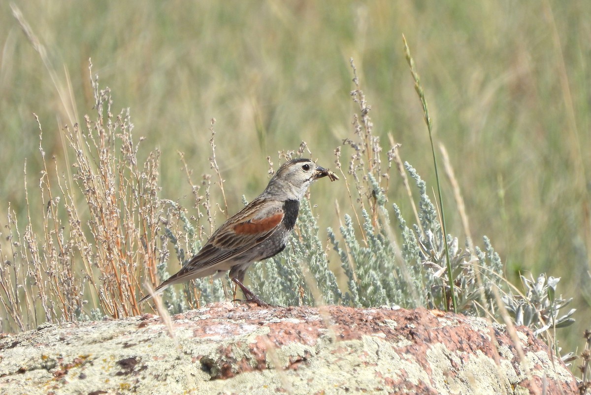 Thick-billed Longspur - ML638464352