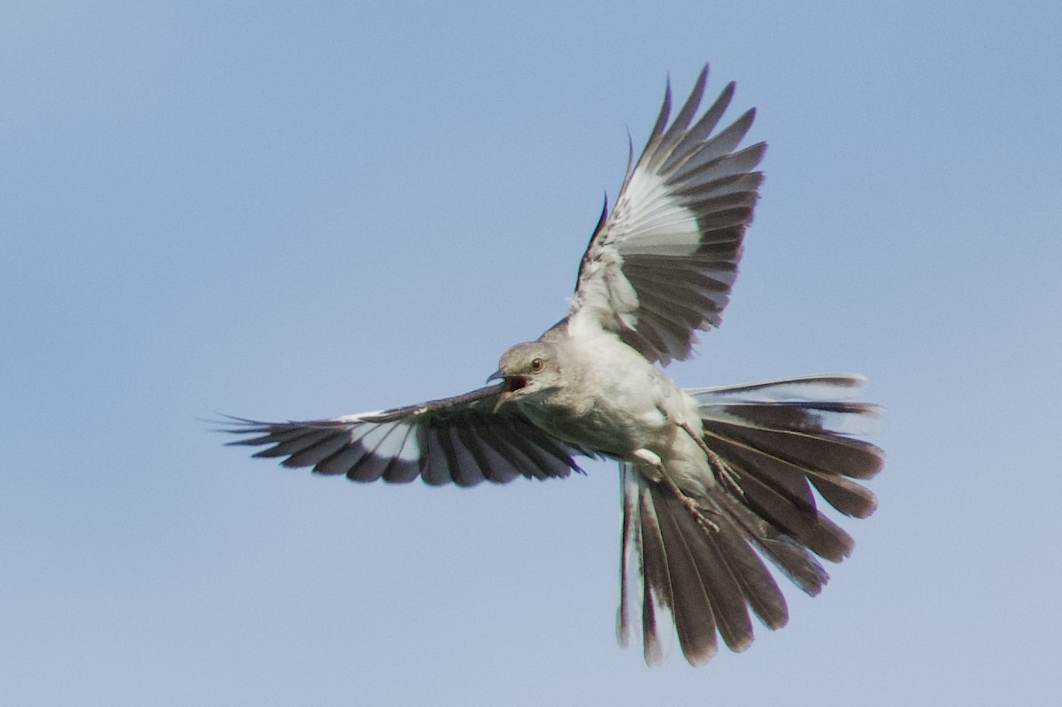 Northern Mockingbird - ML638464374