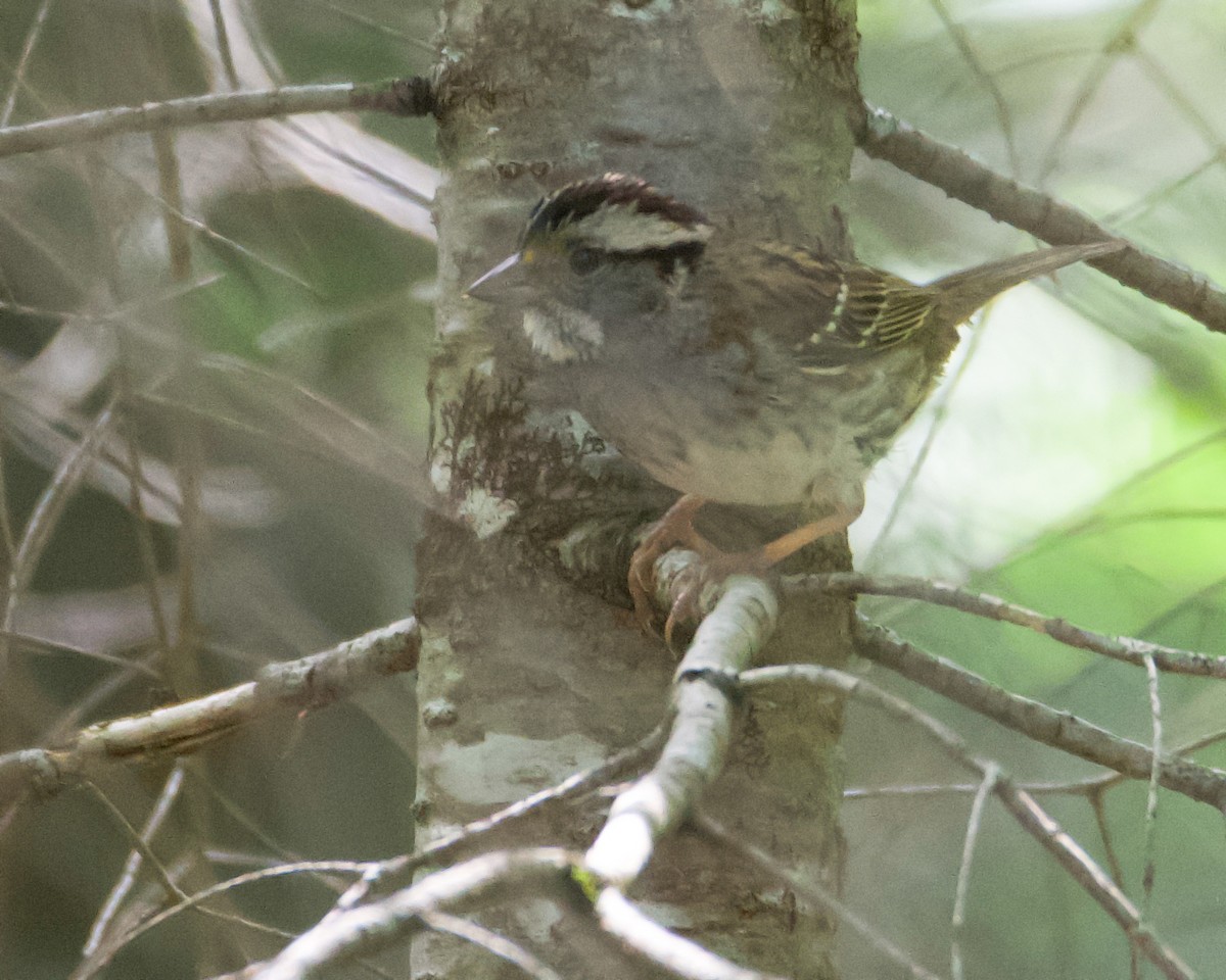 White-throated Sparrow - ML638464382