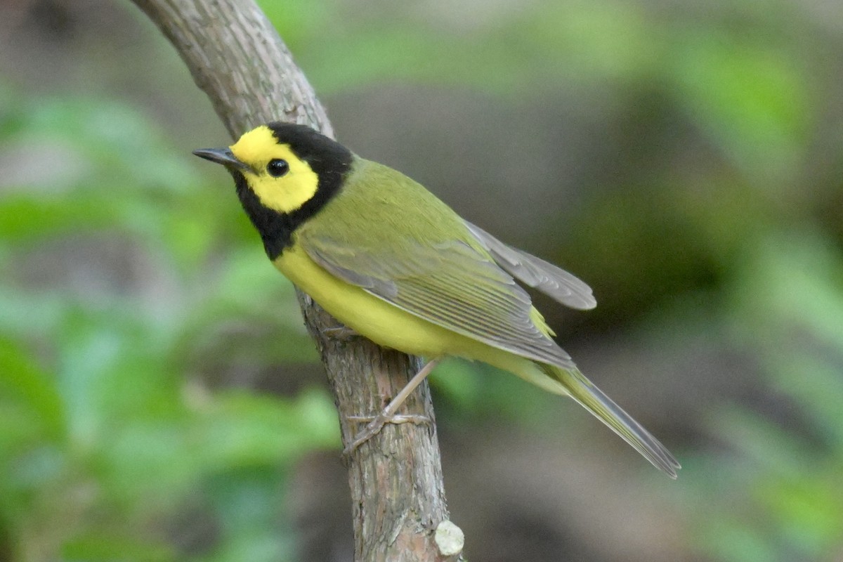Hooded Warbler - ML638464388