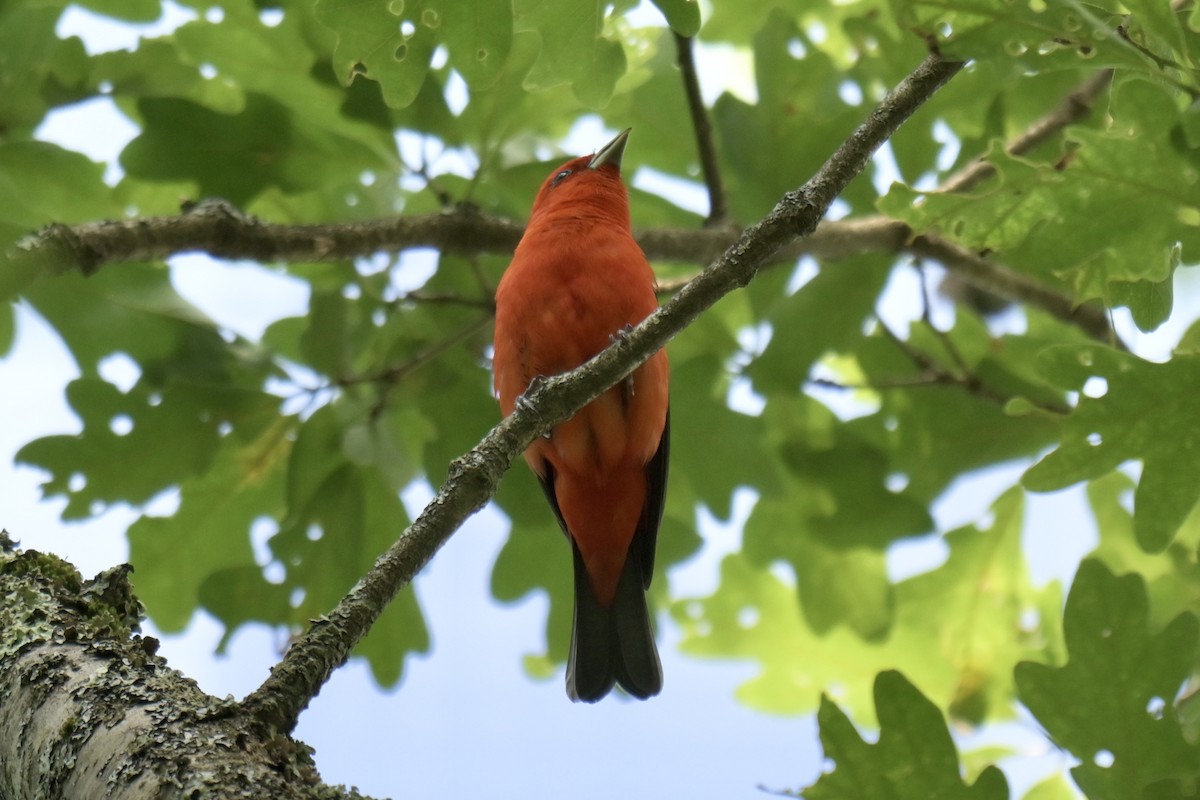 Scarlet Tanager - ML638464400