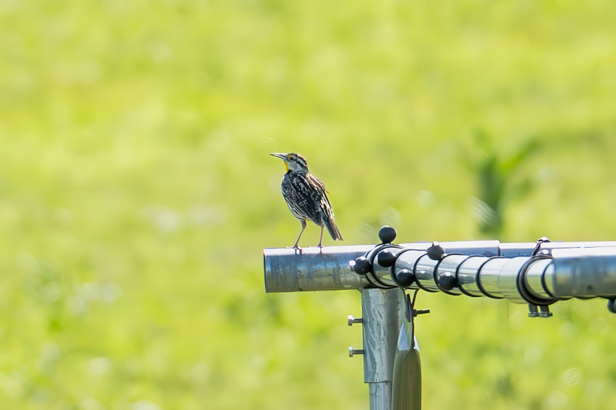 Eastern Meadowlark (Eastern) - ML638464423