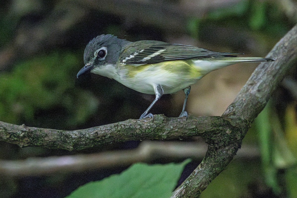 Blue-headed Vireo - ML638464427