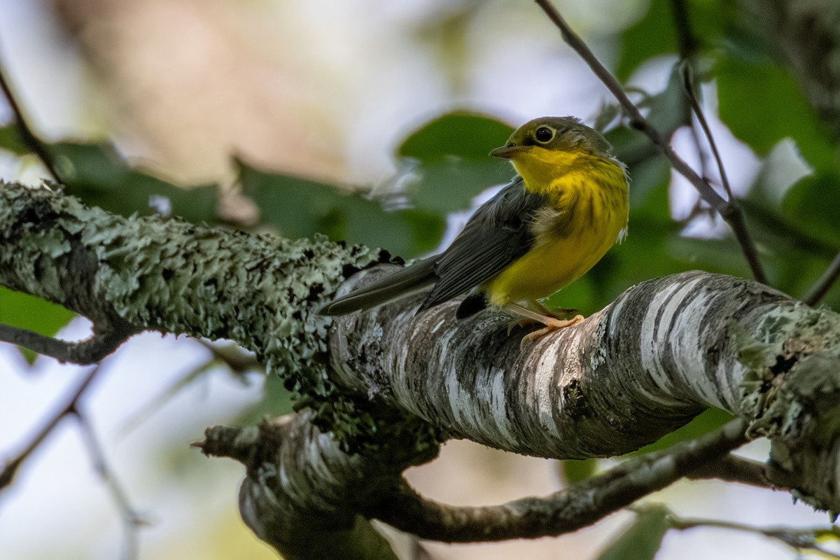 Canada Warbler - ML638464433