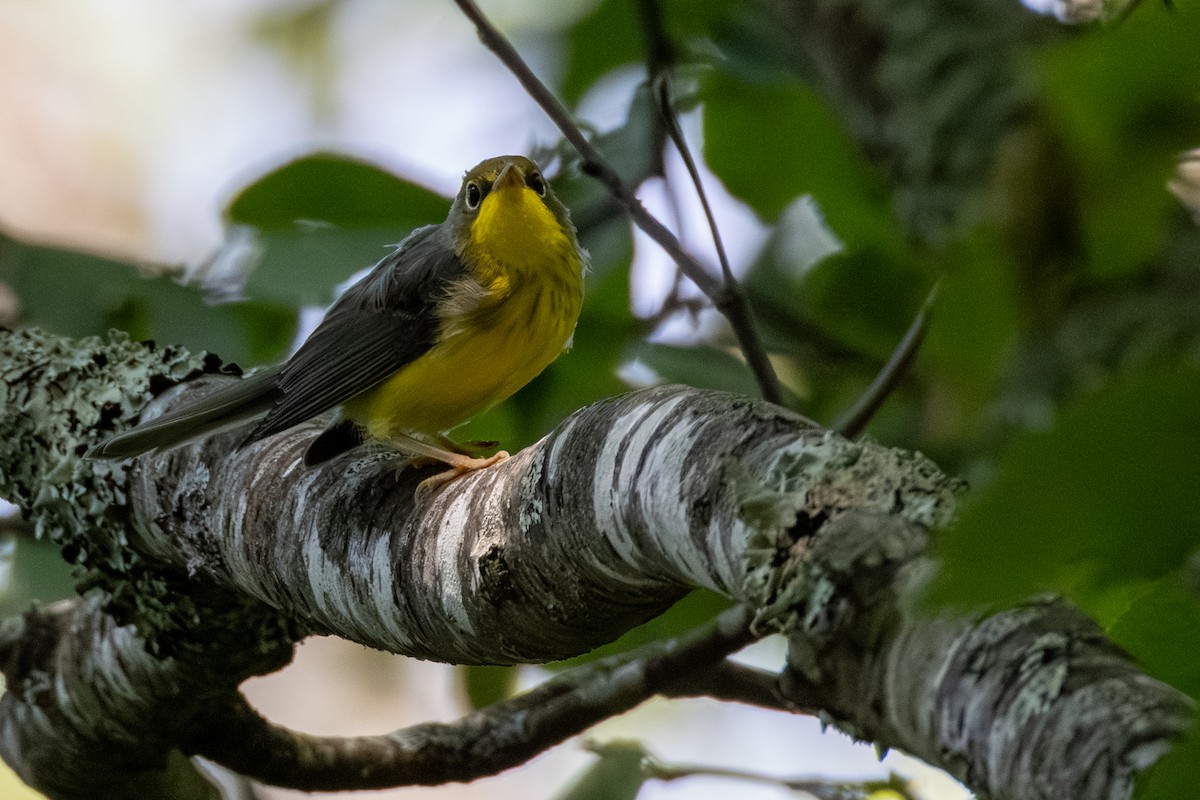 Canada Warbler - ML638464443
