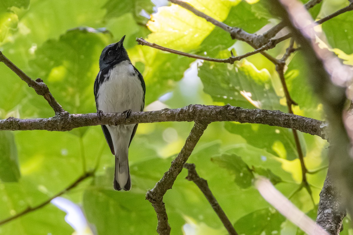 Black-throated Blue Warbler - ML638464448