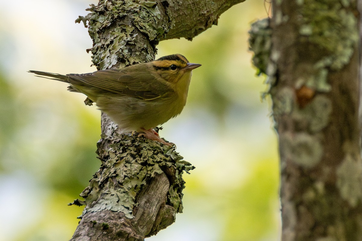 Worm-eating Warbler - ML638464455