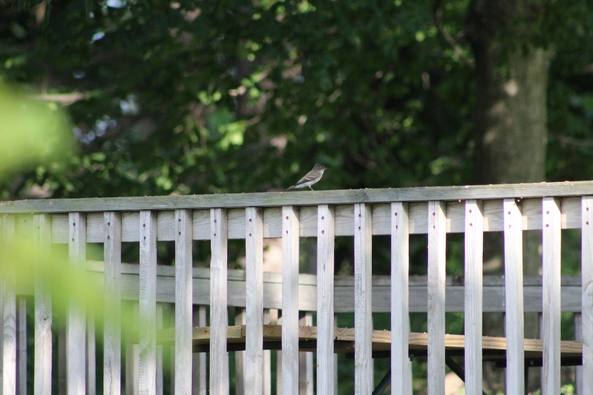 Willow Flycatcher - ML638464458