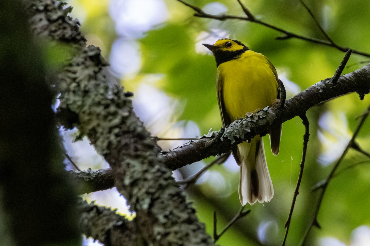 Hooded Warbler - ML638464462