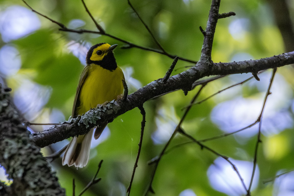 Hooded Warbler - ML638464467