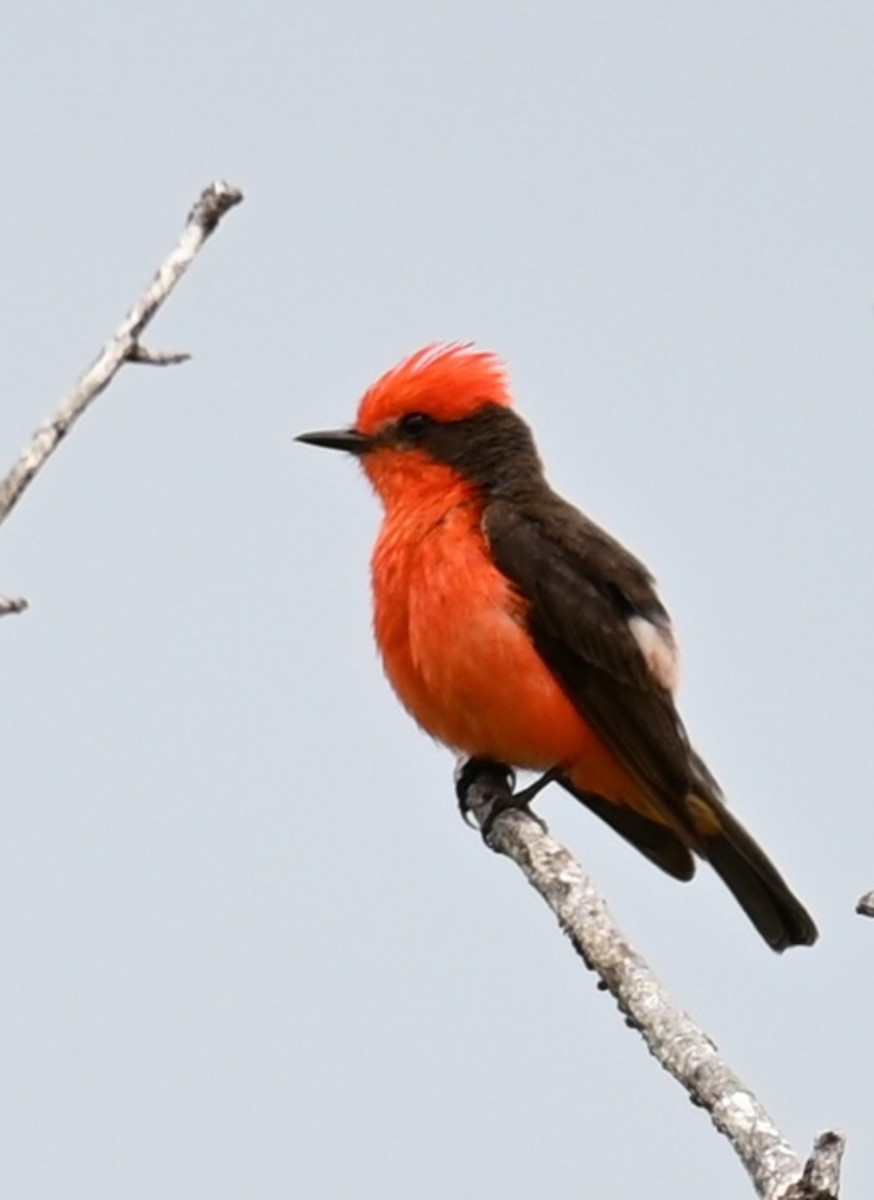 Rubintyrann - ML638464481