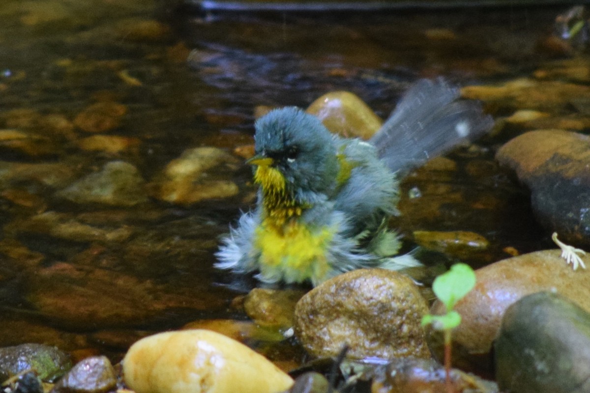 Northern Parula - ML638464486