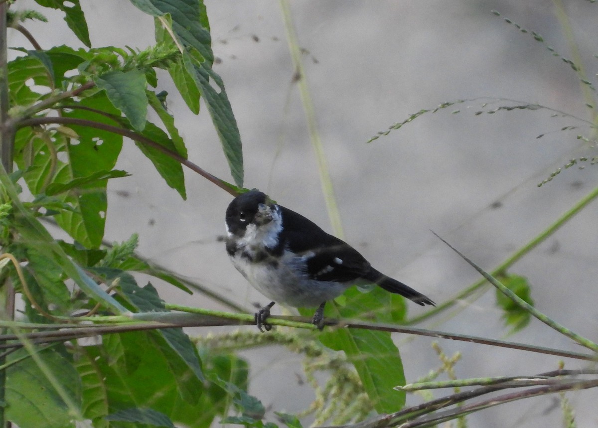 Wing-barred Seedeater - ML638464578