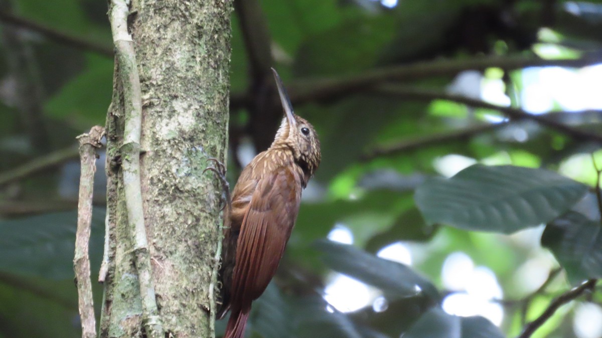 Cocoa Woodcreeper - ML638464579