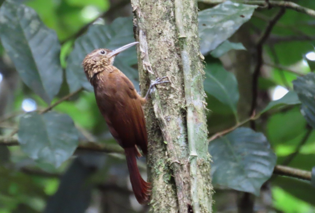 Cocoa Woodcreeper - ML638464580
