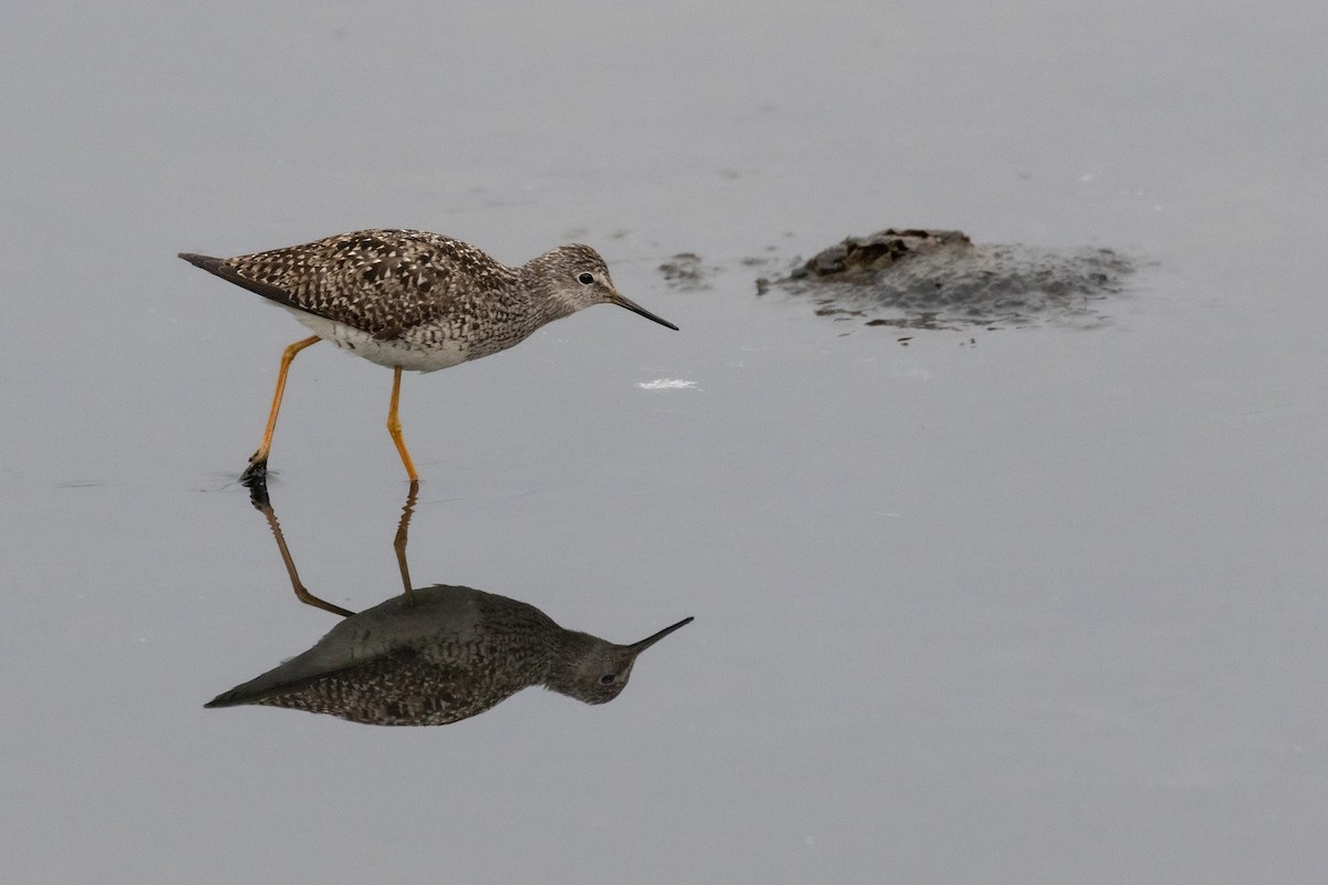 Lesser Yellowlegs - ML638464684