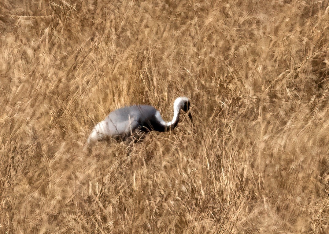 White-naped Crane - ML638464685