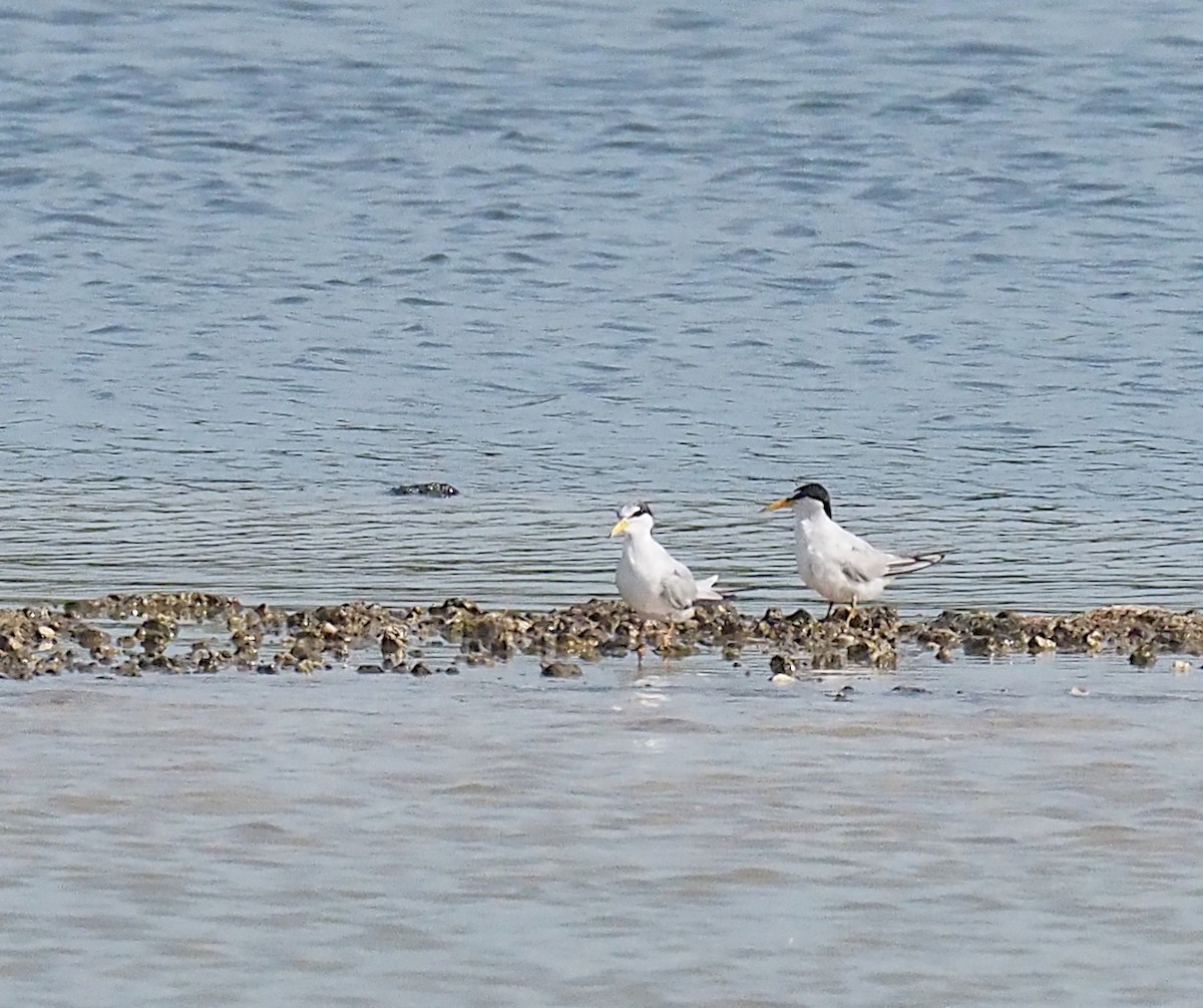Least Tern - ML638464703