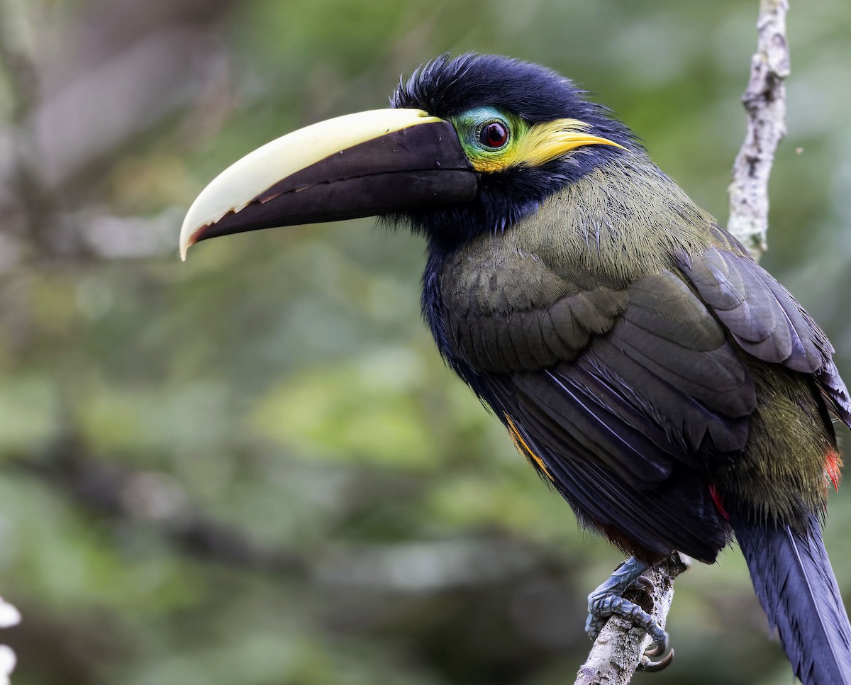 Yellow-eared Toucanet - ML638464704