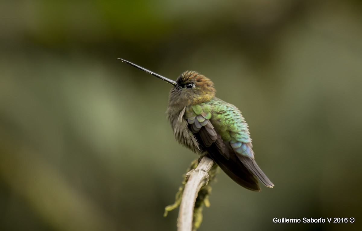 kolibřík zelenočelý - ML63846471