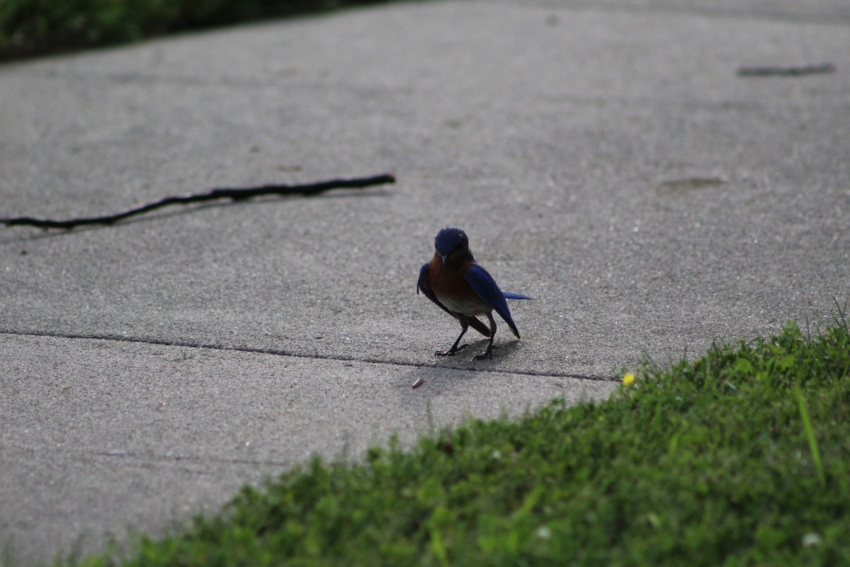 Eastern Bluebird - ML638464750