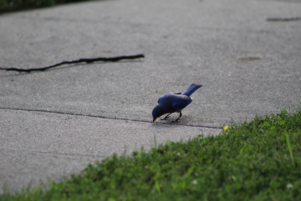 Eastern Bluebird - ML638464784