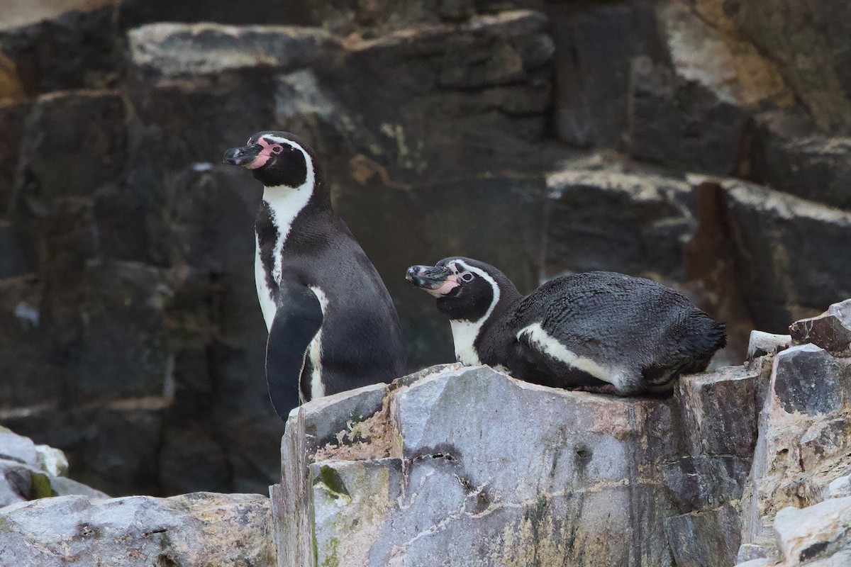 フンボルトペンギン - ML638464791