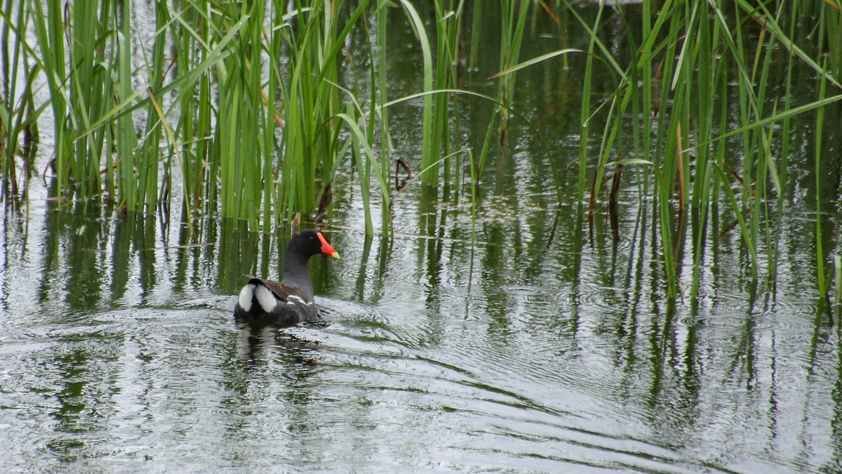 Common Gallinule - ML638464796