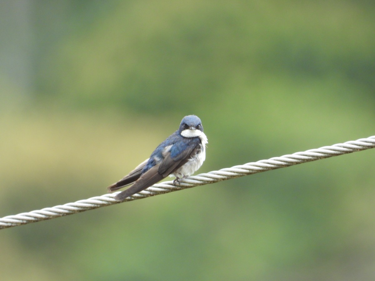 Blue-and-white Swallow - ML638464799