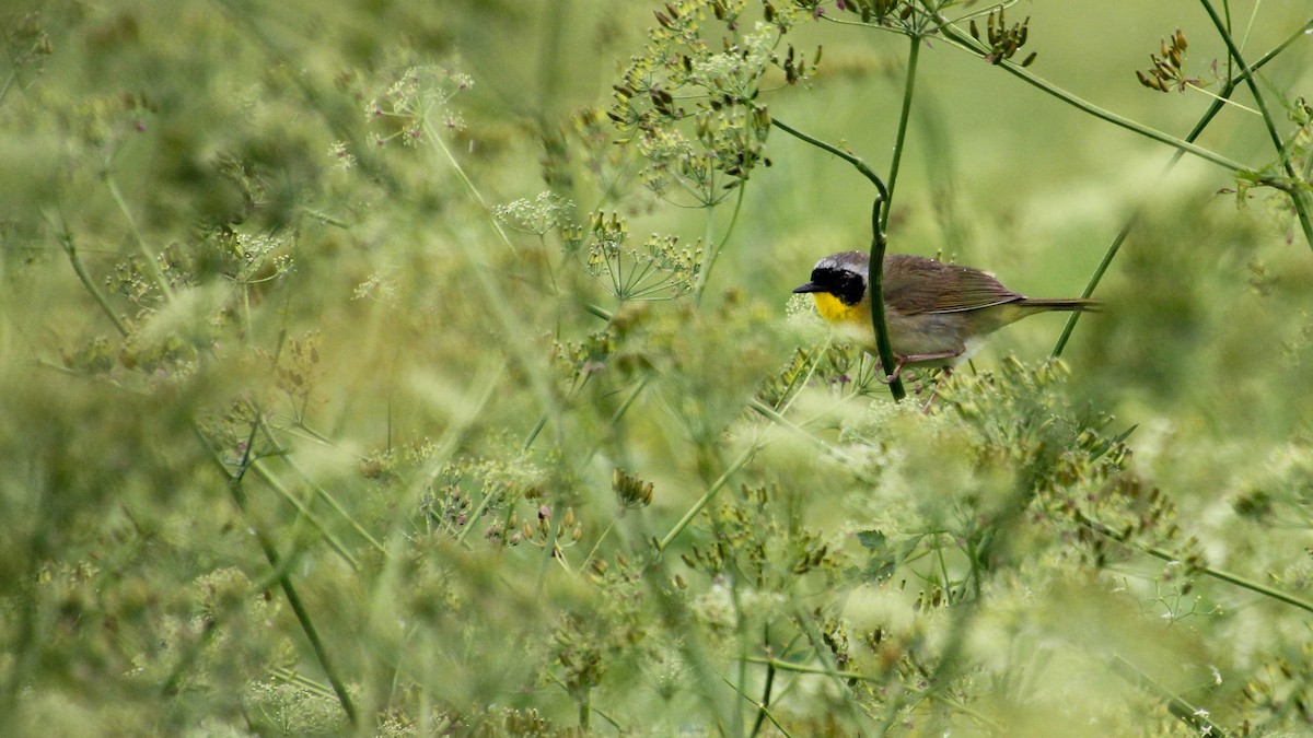 Common Yellowthroat - ML638464805