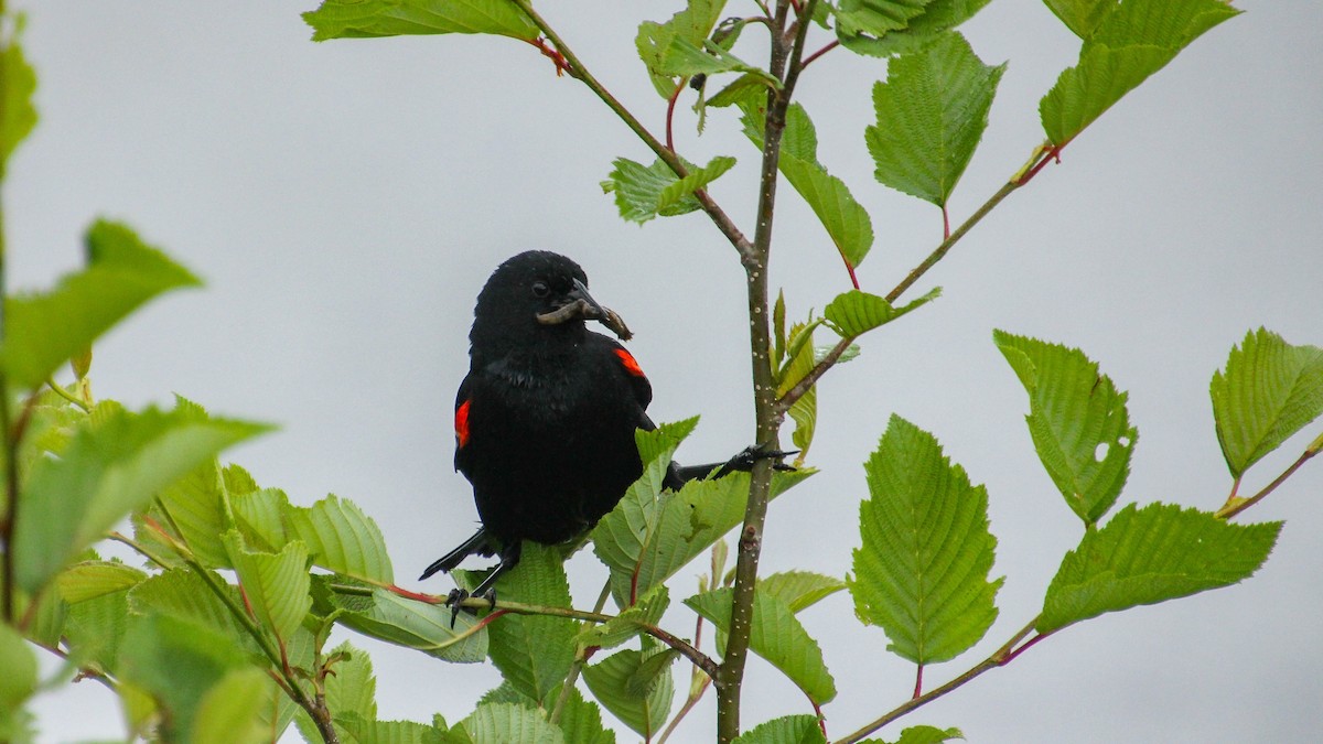 Red-winged Blackbird - ML638464821